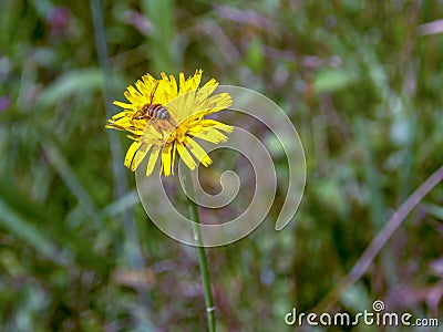Honey bee worker collecting pollen from a dandelion Stock Photo