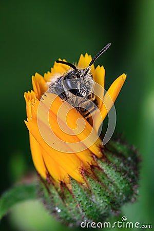 Honey Bee on Yellow Flower Stock Photo