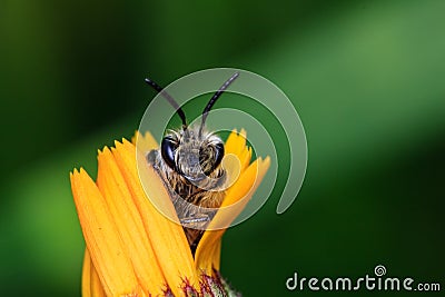 Honey Bee on Yellow Flower Stock Photo