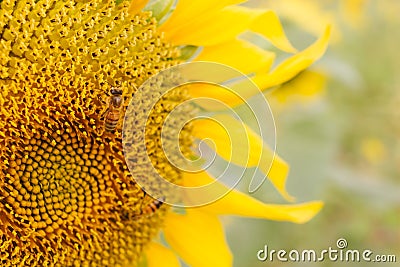 Honey bee on yellow flower Stock Photo
