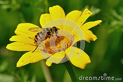 Honey bee on yellow flower Stock Photo