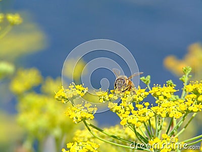 Honey Bee on Yellow Flowers Stock Photo