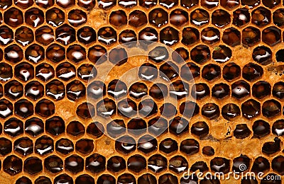 Honey beehive, unfinished honey making in honeycombs Stock Photo