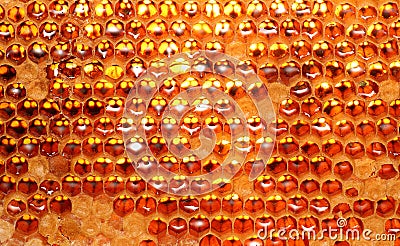 Honey beehive, unfinished honey making in honeycombs Stock Photo