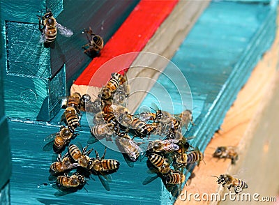 Honey Bees Stock Photo