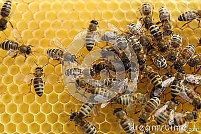 Honey Bees Stock Photo