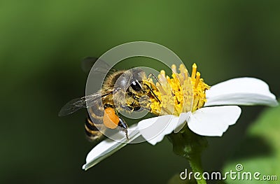 Honey bees Stock Photo