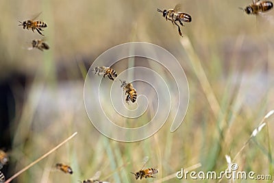 Honey bees Stock Photo