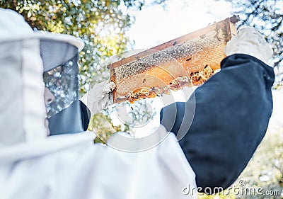Honey, bees and bee farm employee with honeycomb frame ready for agriculture harvest and production. Sustainability, eco Stock Photo