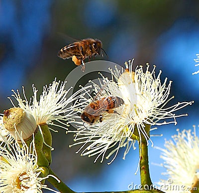 Honey Bees Busy Pollinating the Sugar Gum Tree (Eucalyptus cladocalyx) Stock Photo