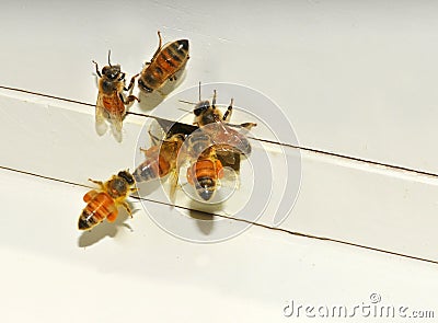 Honey bees entering hive Stock Photo