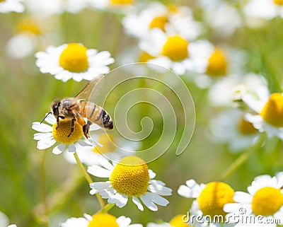 Honey bees on flower Stock Photo