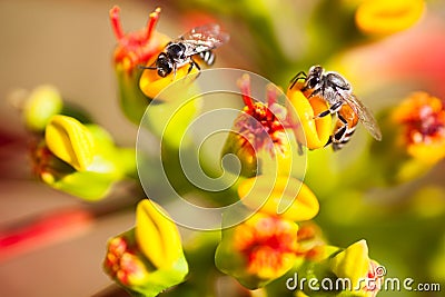 Honey bees on flowers Stock Photo