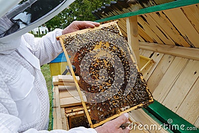 Honey bees on the frame of honeycombs. Beekeeper on apiary. Pretty wooden hives. Beautiful spring day Stock Photo