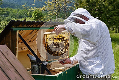 Honey bees on the frame of honeycombs. Beekeeper on apiary. Pretty wooden hives. Beautiful spring day Stock Photo