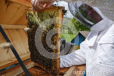 Honey bees on the frame of honeycombs. Beekeeper on apiary. Pretty wooden hives. Old man. Beautiful spring day Stock Photo
