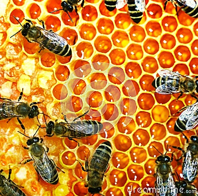 Honey bees on the hive Stock Photo