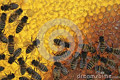 Honey bees on honeycomb Stock Photo