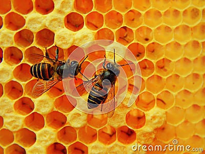 Honey Bees Stock Photo