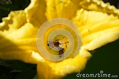 Honey bees pollinating pumpkin flower in kitchen garden in late summer Stock Photo