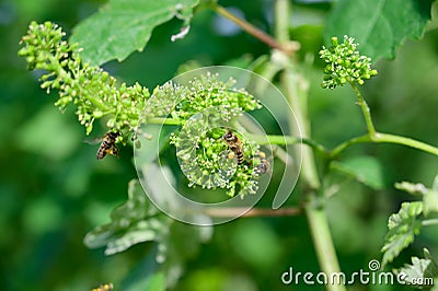 Honey bees pollinating vine blossom in vineyard in early spring Stock Photo