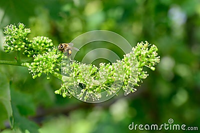 Honey bees pollinating vine blossom in vineyard in early spring Stock Photo
