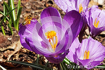 Honey bees pollination on Crocus spring flower closeup Stock Photo