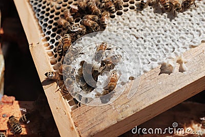 Honey Bees at Work Stock Photo