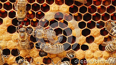 Honey bees work in the hive Stock Photo