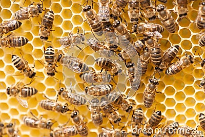 Honey bees working on honey comb Stock Photo