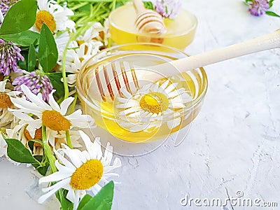 Honey clover, chamomile on gray concrete background Stock Photo