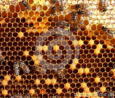 Honey comb and a bees Stock Photo