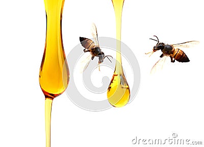 Honey Dipper Dripping Honey. Stock Photo