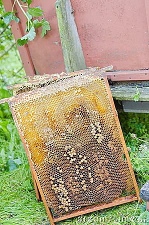 Honey frame Stock Photo