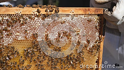 Honey frame with lot of Bees and honey. Stock Photo
