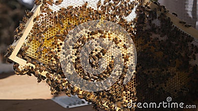 Honey frame with lot of Bees and honey. Stock Photo