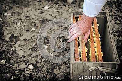 Honey frames are inserted into the box, process of obtaining honey, conception Stock Photo