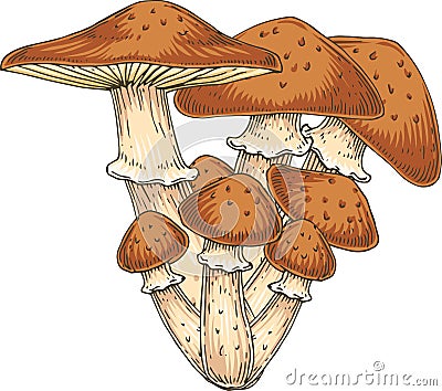 Honey Fungus. Edible Mushroom Stock Photo