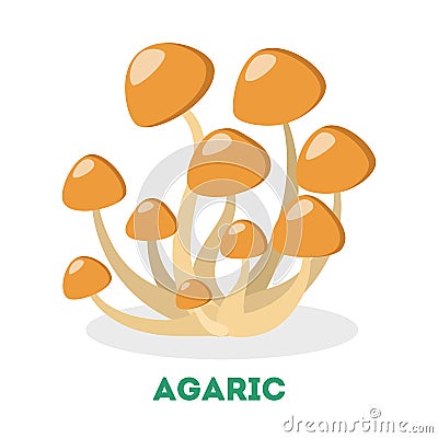 Honey fungus. Fresh healthy fungus. Organic ingredient Vector Illustration