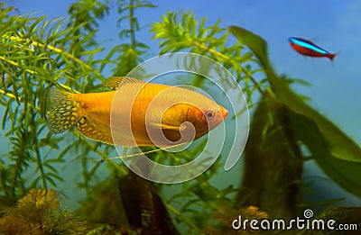 Honey gourami aquarium fish Stock Photo