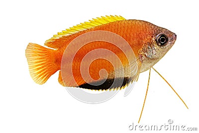 Honey gourami Trichogaster chuna tropical aquarium fish isolated on white Stock Photo