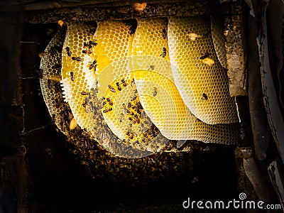 Honey harvesting in rural Sichuan China Stock Photo