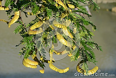 Honey locust Stock Photo