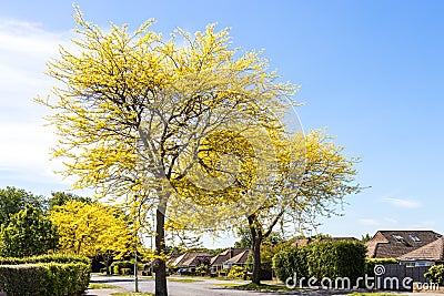 Honey Locust tree yellow leaves in springtime Stock Photo