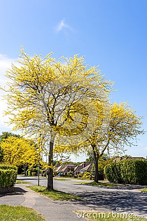 Honey Locust tree yellow leaves in springtime Stock Photo