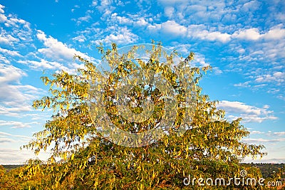 Honey Locust tree Stock Photo