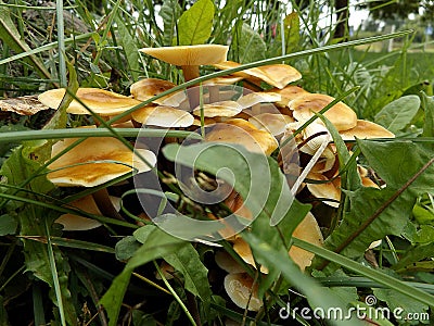 Honey mushrooms in the grass Stock Photo