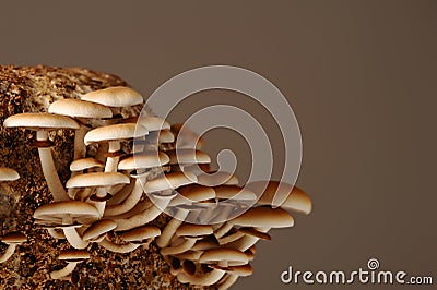 Honey mushrooms in mushrooms farm grow together in groups. Stock Photo