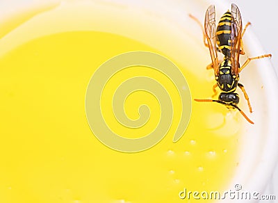 Honey producing. Natural honey and bee close up. Bee or wasp on cup of honey white background. Sweet natural nectar Stock Photo