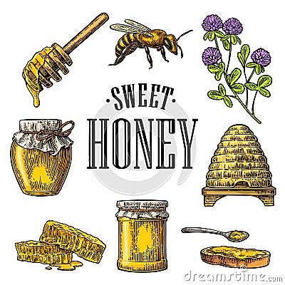 Honey set. Jars of honey, bee, hive, clover, honeycomb. Vector vintage engraved illustration Vector Illustration